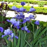Iris "Proud tradition". Iris "Proud tradition".