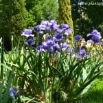 Iris "Tour de France". Iris "Tour de France" con hojas