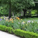 Iris cultivados en parterre. Iris cultivados en parterre.