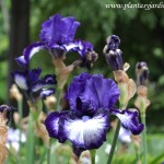 Iris oreo-Iridáceas. Iris oreo-Iridáceas.