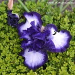 Iris oreo, detalle flor. Iris oreo, detalle flor.