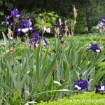 Iris oreo florecido en primavera. Iris oreo florecido en primavera.