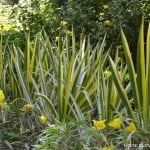 Iris pallida "Variegata" nativa del norte de Italia y Yugoslavia. Iris pallida "Variegata" nativa del norte de Italia y Yugoslavia.