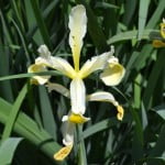 Iris spuria, detalle flor. Iris spuria, detalle flor.