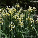 Iris spuria, florecida en plena primavera. Iris spuria, florecida en plena primavera.