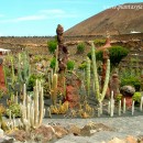 Cactus-Cactos