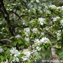 Malus floribunda-Manzano japonés