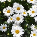 Bellis perennis-Margarita común-Chirivita-Vellorita