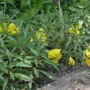 Oenothera missouriensis-Oenothera macrocarpa-Borriquera-Hierba del asno-Onagra