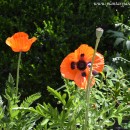 Papaver oriental-Amapola oriental