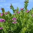 Polygala myrtifolia-Polígala-Lechera del Cabo