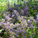 Salvia officinalis-Salvia común