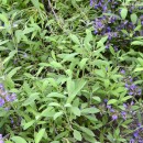 Las Hierbas o Plantas aromáticas