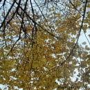 Tilia platyphyllos-Tilo comúm-Tilo de hoja ancha-Tilo de Holanda
