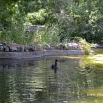 cisne negro en el Lago principal cisne negro en el Lago principal