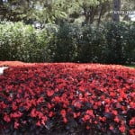 Flor de azucar roja en macizo