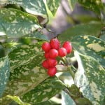 Aucuba japonica, follaje y frutos rojos. Aucuba japonica, follaje y frutos rojos.