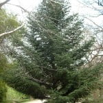Abies pinsapo-Pinsapo. copia Abies pinsapo-Pinsapo