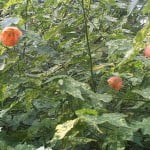 Abutilon pictum, follaje variegado. Abutilon pictum, follaje variegado.