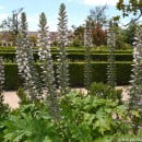 Acanthus mollis-Acanto-Oreja gigante-Hierba carderona