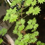 Acer palmatu "Aureum" follaje color verde claro y forma. Acer palmatu "Aureum" follaje color verde claro y forma.