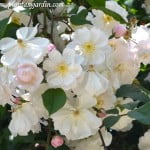 Adelaide D'Orleans, Francia, Jacques 1826, detalle de flores