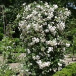 Adelaide D'Orleans, Francia, Jacques 1826. Grupo: Sempervirens