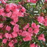 Adelfa de flor doble y color rosa.