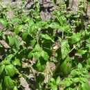 Ocimum basilicum, Albahaca de Hoja Grande
