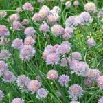 Allium schoenoprasum-Ciboulette, cabezuelas florales.
