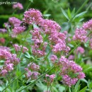 Centranthus ruber-Milamores-Valeriana roja