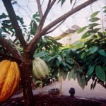 Biomo tropical. Theobroma cacao-Árbol del chocolate. Foto: edenproyect.com