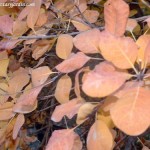 Cotinus coggygria "Purpurea", detalle de follaje, en otoño.