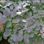 Cotinus coggygria "Purpurea" detalle follaje. Cotinus coggygria "Purpurea" detalle follaje.