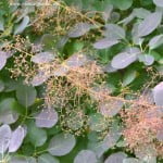 Cotinus coggygria "Purpurea" detalle inflorescencia.