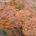 Cotinus coggygria "Purpurea", en otoño.