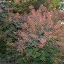 Cotinus coggygria Purpurea, Árbol de la peluca-Árbol del humo