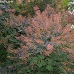 Cotinus coggygria "Purpurea" florecido a finales de la primavera.
