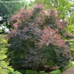 Cotinus coggygria "Purpurea".