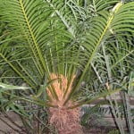 Cyca rumphii. copia Cyca rumphii.
