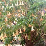 Datura candida, formas de grandes flores y del ejemplar. Datura candida, formas de grandes flores y del ejemplar.