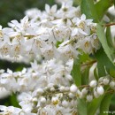 Deutzia scabra-Deucia-Celinda de espigas