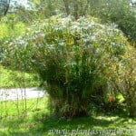 Falso papiro, formas esculturales en el jardín Falso papiro, formas esculturales en el jardín