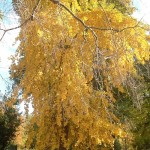 Ginkgo biloba, amarillo dorado, en otoño. copia Ginkgo biloba, amarillo dorado, en otoño.