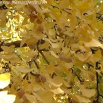 Ginkgo biloba, inflorescencia en conos & follaje amarillo dorado en otoño. Ginkgo biloba, inflorescencia en conos & follaje amarillo dorado en otoño.