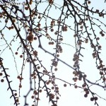 Ginkgo biloba, en invierno. Ginkgo biloba, en invierno.