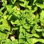 Hierbabuena-Mentha spicata, detalle follaje.