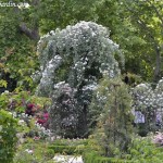 La Mortola, Italia 1936, en el Rosedal del Real Jardín Botánico de Madrid.