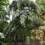 La Mortola, Italia. Ejemplar destacado del Rosedal del Real Jardín Botánico de Madrid.