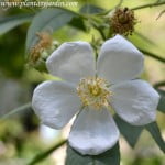 La Mortola, detalle flor.